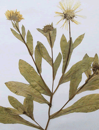 Calendula - Plante médicinale