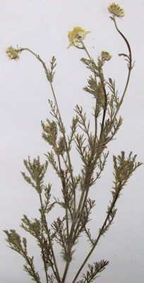 Camomille romaine - Plante médicinale