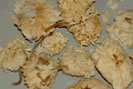 camomille romaine - Chamaemelum nobile