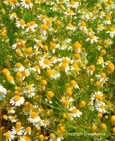 Camomille vraie - Matricaria recutita
