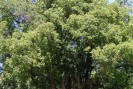 Ravintsara- Plante médicinale de Madagascar