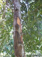cannelle - Cinnamomum zeylanicum