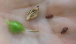 cardamome