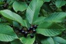 Cascara plante remboursée au Brésil