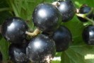 cassis - Ribes nigrum en cas d'enrouement