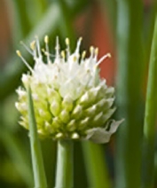 ciboule