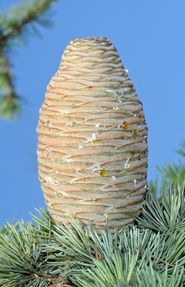 Cèdre de l'Atlas - Cedrus atlantica