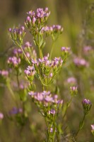 Centaurée - Centaurium erythraea