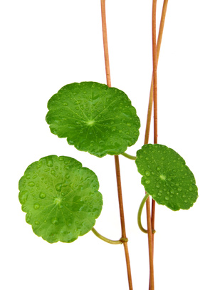 Centella asiatica