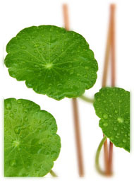 Centella asiatica - Plante médicinale