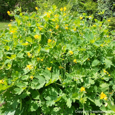 chelidoine - Chelidonium majus