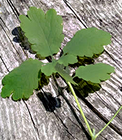 chelidoine - Plante médicinale