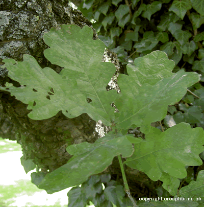 Chêne - Quercus robur