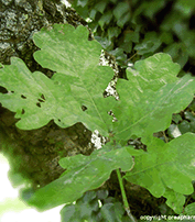 Chêne - Plante Médicinale