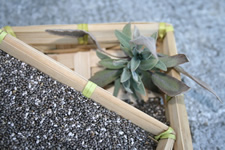 chia - en cas d'hypertriglycéridémie et de diabète