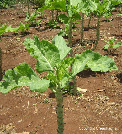 Chou - Brassica oleracea