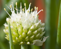 ciboule - plante-medicinale