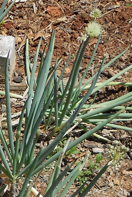 ciboule - Allium fistulosum L.