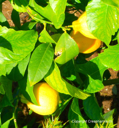 Citron - Citrus limon