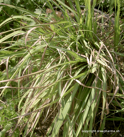 Citronnelle - Cymbopogon citratus