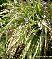 citronnelle