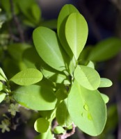 coca - Erythroxylum coca Lam.