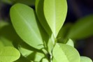 coca plante médicinale de la Bolivie