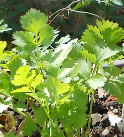 Coriandre - Plante Médicinale