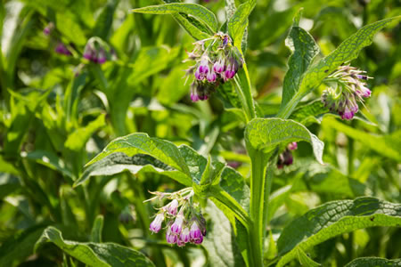 Consoude - Symphytum officinale