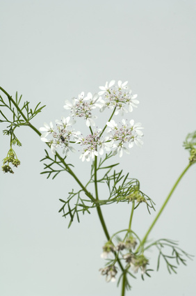 Coriandre - Coriandrum sativum