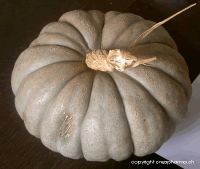 Courge - Cucurbita pepo