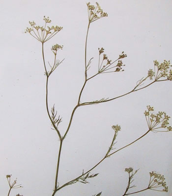 Cumin - Plante médicinale