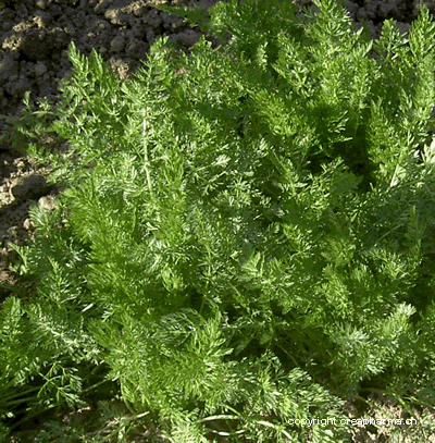 Cumin - Carum carvi L.