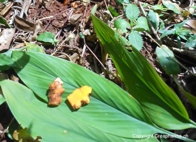 Curcuma - Curcuma aromatica, Curcuma longa