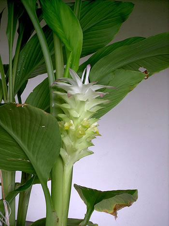 Curcuma - Plante médicinale