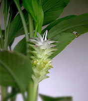 Curcuma