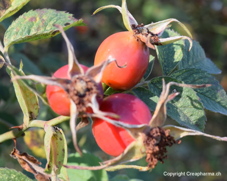 cynorrhodon-fruit-creapharma