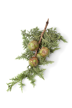 Cyprès - Cupressus sempervirens