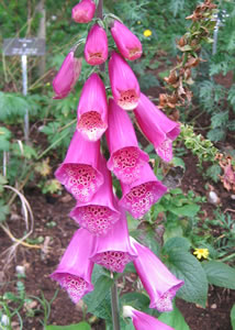 Digitale pourprée - Digitalis purpurea