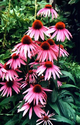 Echinacée - Echinacea purpurea DC