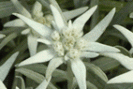 Edelweiss plante médicinale Suisse