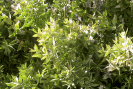 Jambes lourdes phytothérapie