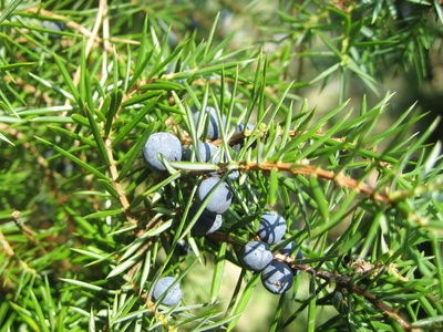 Genièvre - Juniperus communis