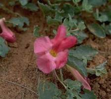 Plantes pour soigner l'arthrose