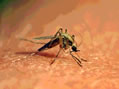 Armoise annuelle - malaria