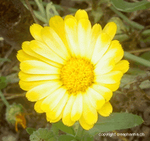 calendula