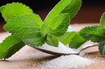 stevia-sucrant-plante
