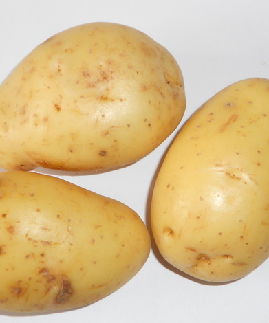 Pomme de terre - Solanum tuberosum