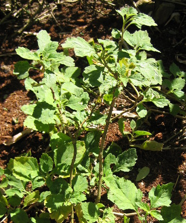 Patchouli - Pogostemon cablin