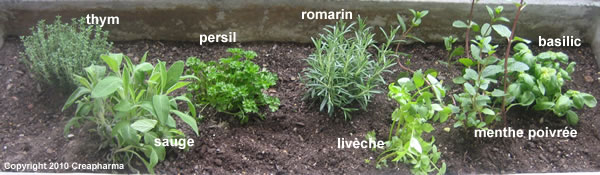 Thym - 7 plantes médicinales à planter au printemps